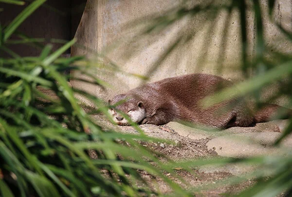 Shhh! Don't Disturb Otter's Sun Nap!