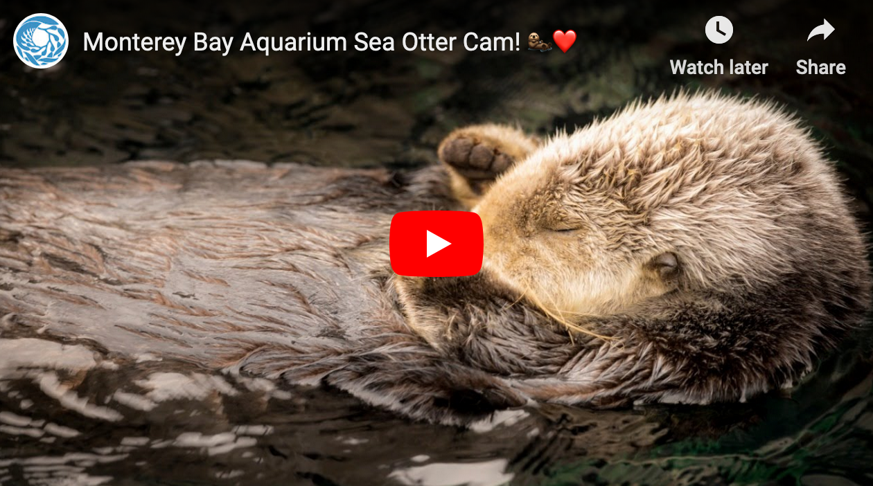 Social Distancing? Spend a Little Time with Sea Otters!