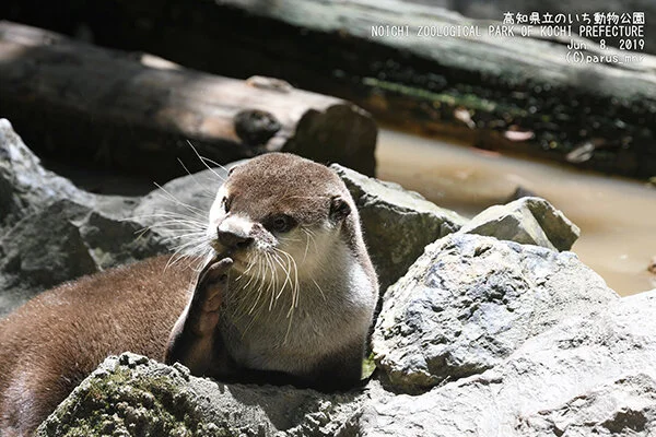 I'm Curious to Know Which Philosophical Conundrum Otter Is Contemplating