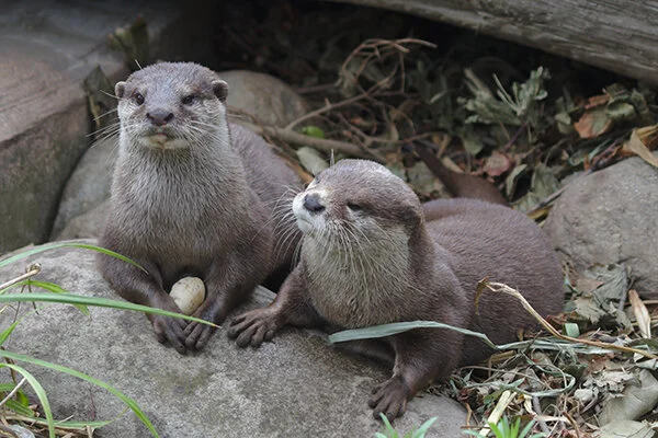 Customer Service Otters Will Take the Next in Queue