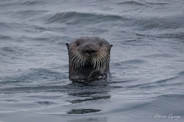 Have You Heard? It's World Otter Day! — The Daily Otter