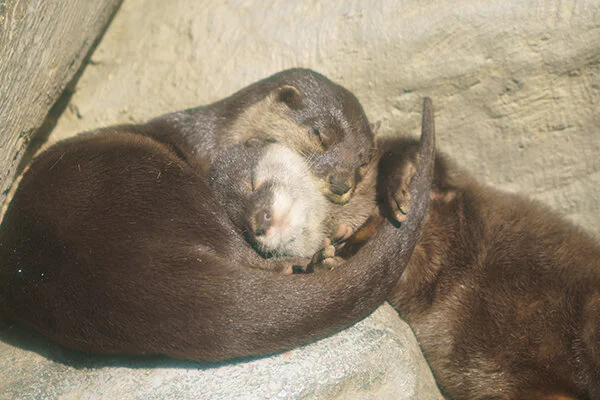 Everyone Deserves a Napping Partner Like These Two Have