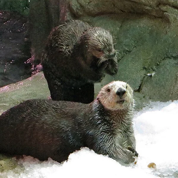 Otter Surprise in Three... Two...