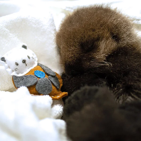 Meet Vancouver Aquarium's Adorable New Rehab Patient! 1