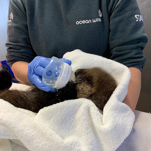 Meet Vancouver Aquarium's Adorable New Rehab Patient! 2
