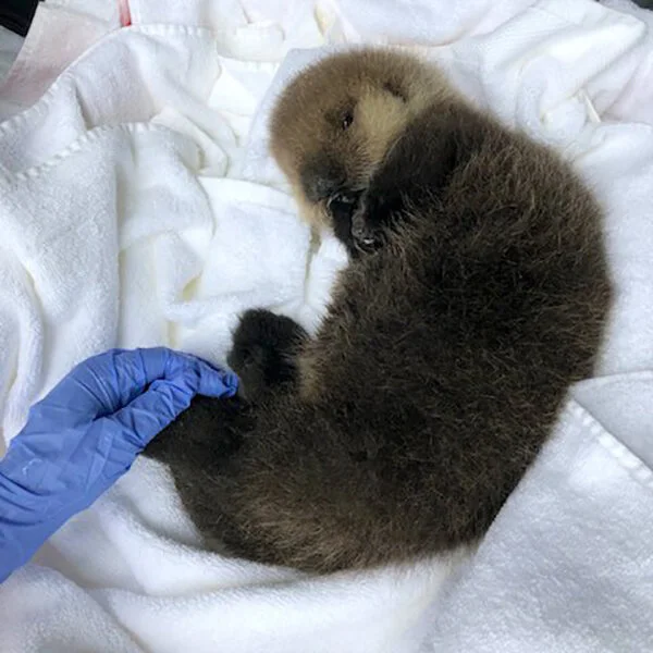 Meet Vancouver Aquarium's Adorable New Rehab Patient! 3