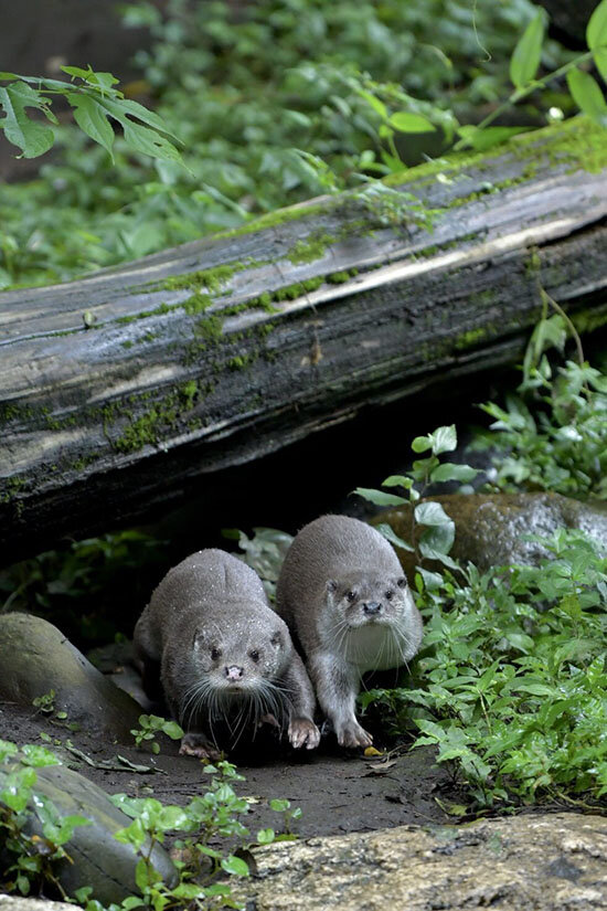 Otters Approach in Sync