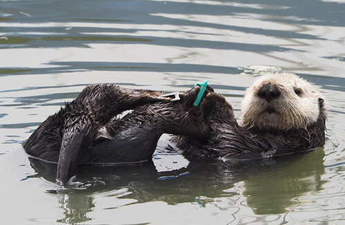 Sea Otter's at Work Grooming Those Flippers — The Daily Otter