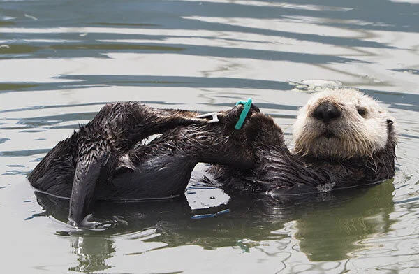 Sea Otter's at Work Grooming Those Flippers