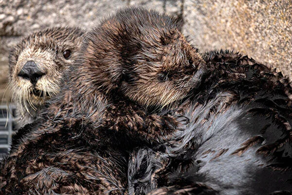 Baby Sea Otter Joey Gets Some Pool Time — The Daily Otter