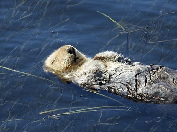 I Wonder What Sea Otter Dreams About... — The Daily Otter