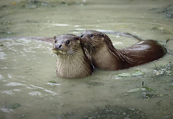 Psst! Run Up to Human and Shake!