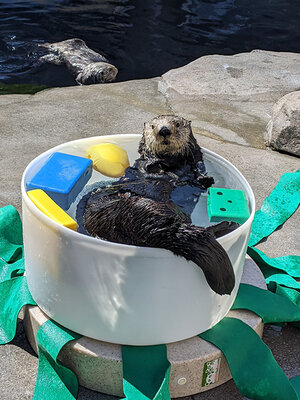 Sea Otter Relaxes Surrounded by Her Toys — The Daily Otter