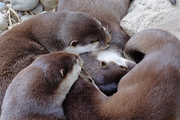 Otters Are Napping Experts