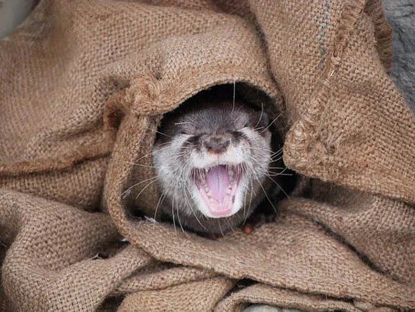 Turn Off the Lights! It Can't Be Morning Yet!