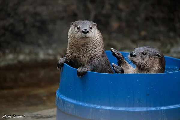 Otter Surprise in Three... Two...