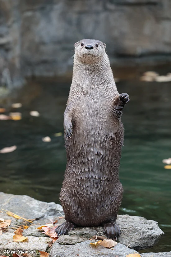Not Sure If She Knows That Human Over There, Otter Gives a Tiny Wave, Just in Case