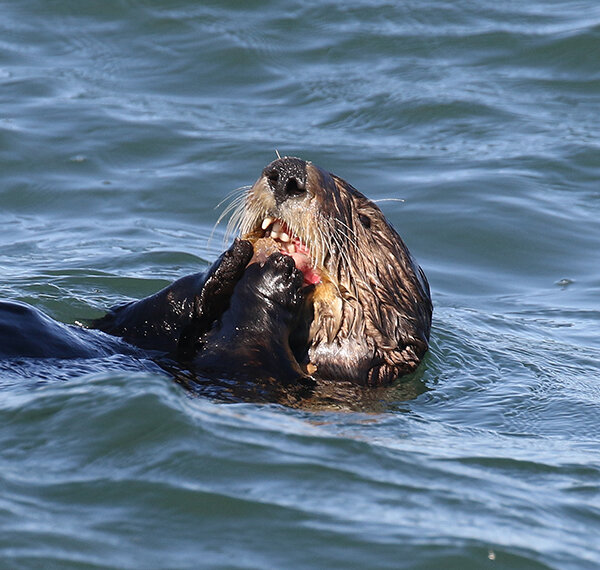 Wild Sea Otter Wolfs Down a Snack — The Daily Otter