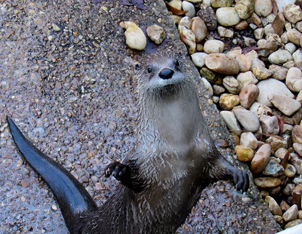 Oh Hello, Human, Fancy Meeting You Here