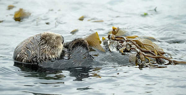 Shhh! Don't Wake Sea Otter!
