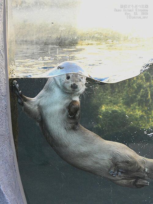 Today's Otter Science Lesson Is About Surface Tension — The Daily Otter