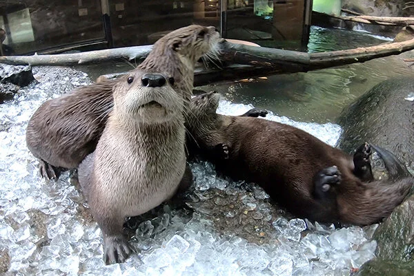 You Gonna Join Us or What, Human?