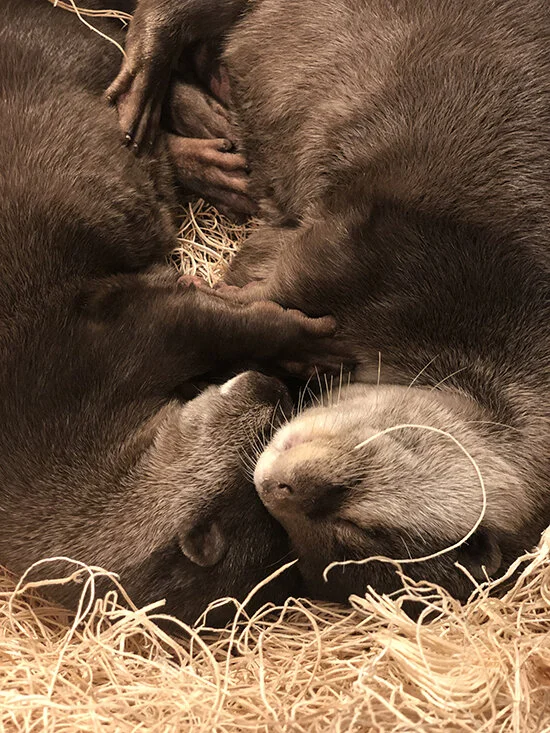These Significant Otters Have the Most Contented Nuzzles