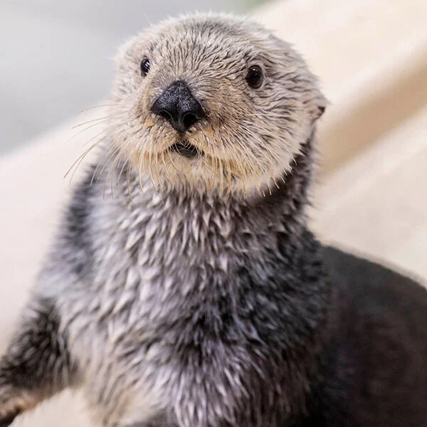 Throwback to Sea Otter Pup Joey's First Days at the Rescue Center — The