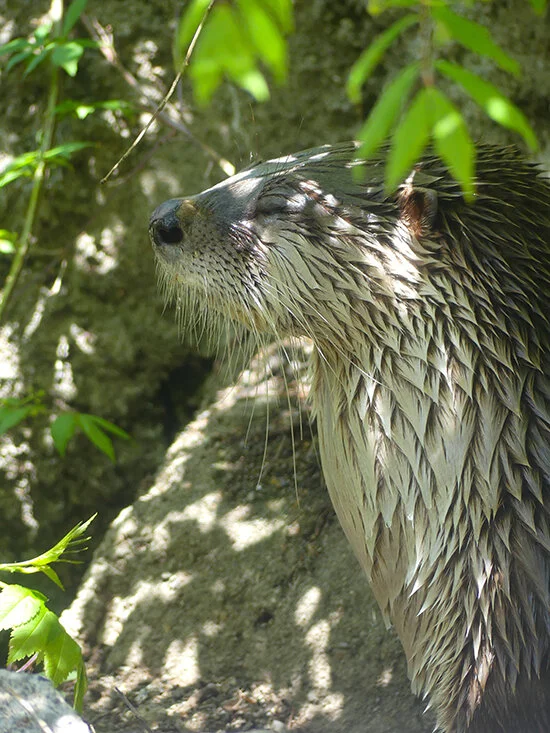 Otter Meditates in the Shade Beneath a Tree