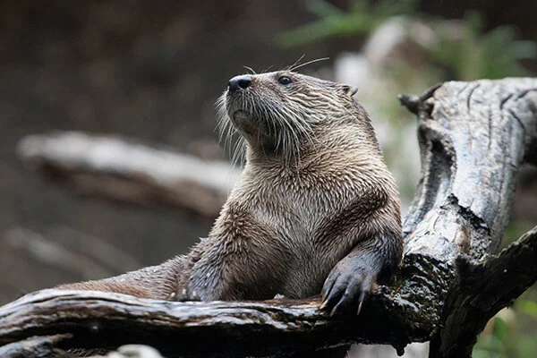 What Questions Do You Bring to Oracle Otter?