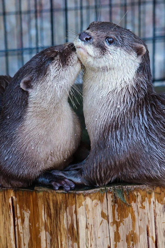 A Smooch and Paw-Holding... Otters Must Be in Love