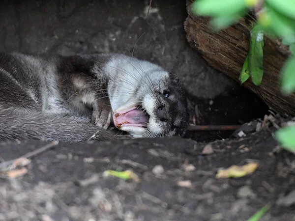 You Found Me! I'm It!