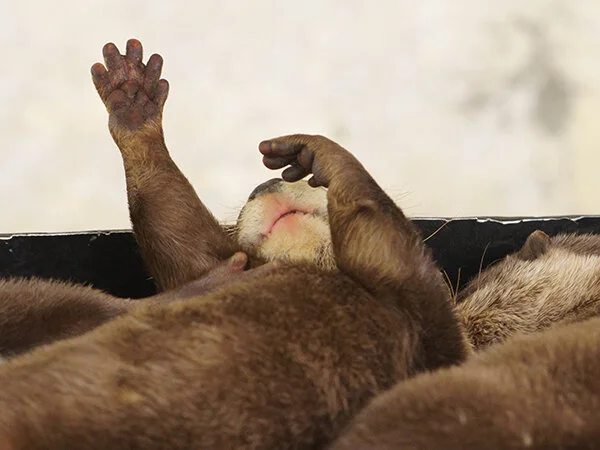Accidental Renaissance Otter