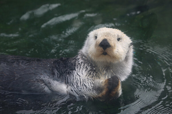 I Know, Can You Believe It?! — The Daily Otter