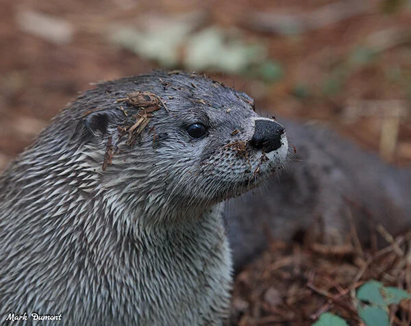 It's Socially Acceptable to Have Dirt on Your Face When You're an Otter