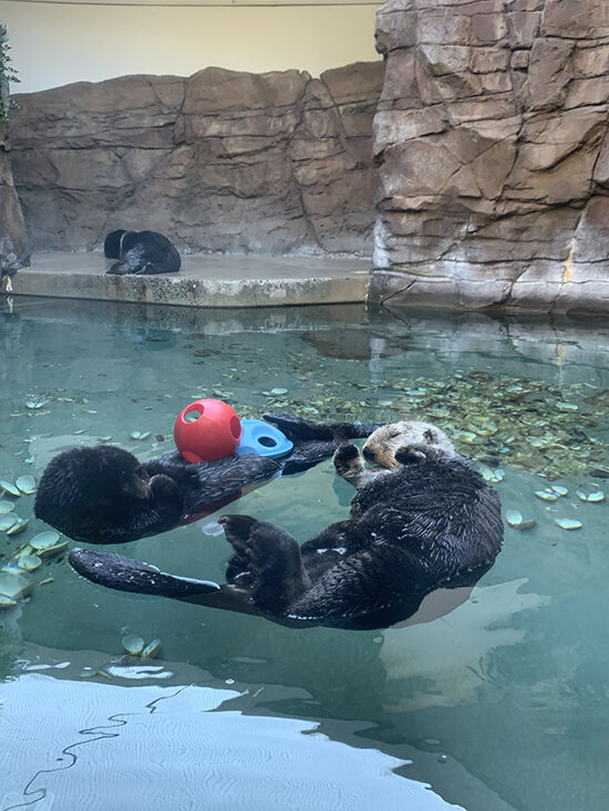 Don't Snooze Through Sea Otter Awareness Week 2021! — The Daily Otter