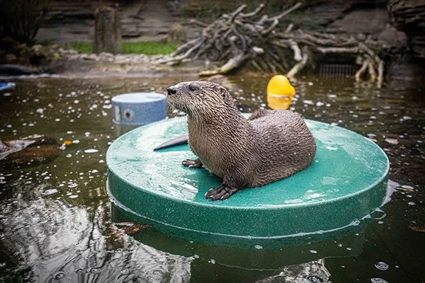 Otter Is Floating... And Watching