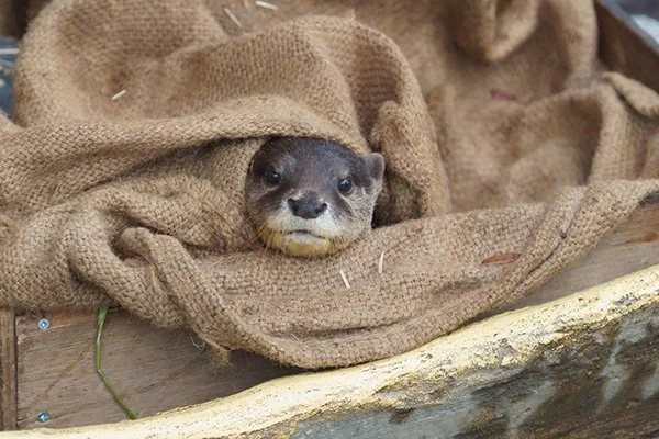 Someone Cast Otter in the Dune Sequel!