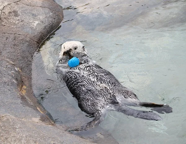 Gasp! My Ball Came Flat on One Side! It Isn't a Ball at All!