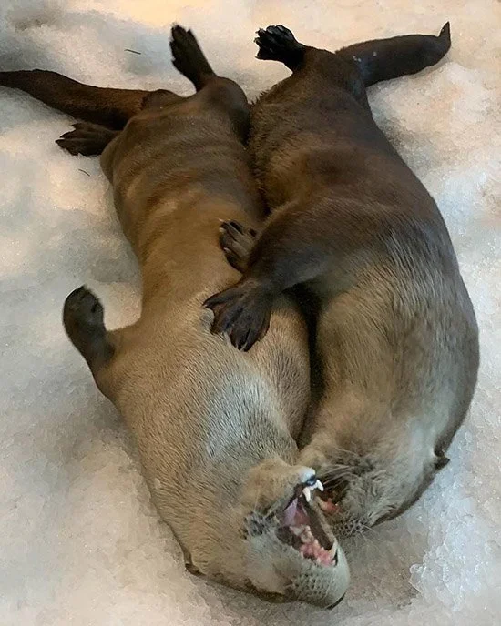 Snow Is Way More Fun With a Friend