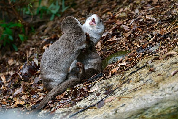 Otter Attack!