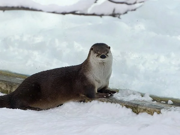 TFW You Realize There's Enough Snow for Romping and Sliding