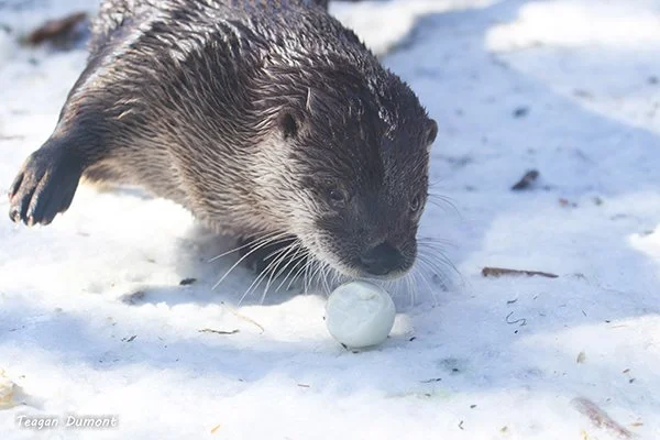 You Want Me to THROW This at You, Human? What Kind of a Game Is That?