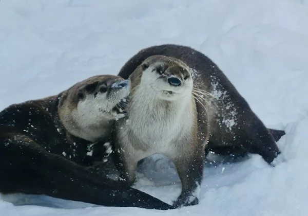 Rawr! I'm the Snow Monster!