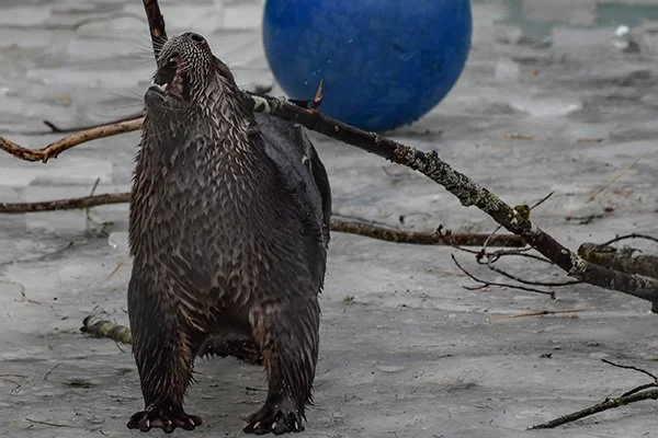 There's Something on My Back! Get It Off! Get It Off!