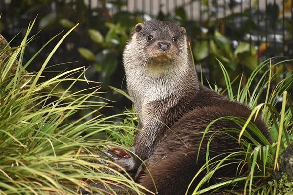 Why, Hello, Human. I Didn't See You There.