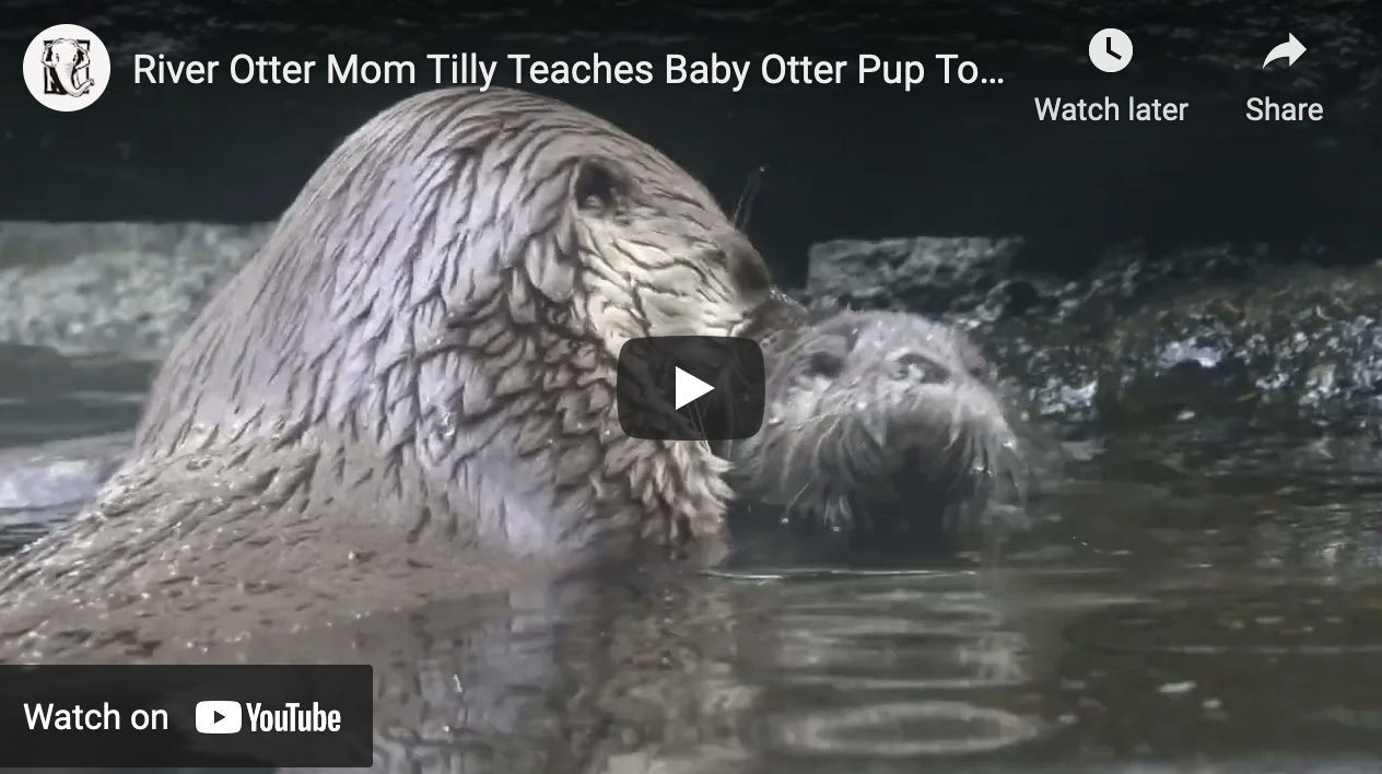 Ha Ha, This Hideout Is For Otters Only, Human — The Daily Otter
