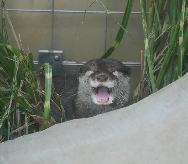 You Found Me! I'm It!