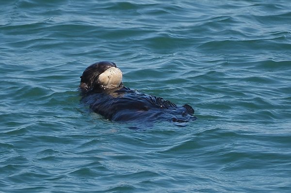 Can't Imagine It Takes Very Long to Devour One of Those, Sea Otter