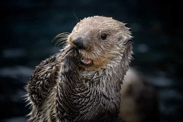 Wait... The Weekend Is... Over?!